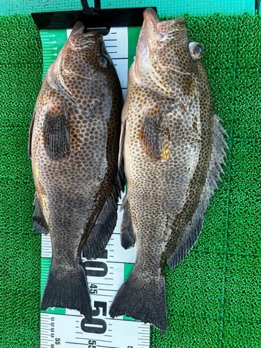 オオモンハタの釣果