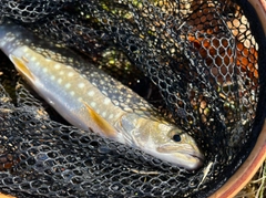 アメマスの釣果