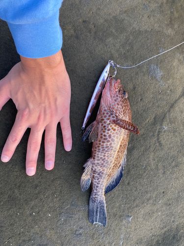 オオモンハタの釣果