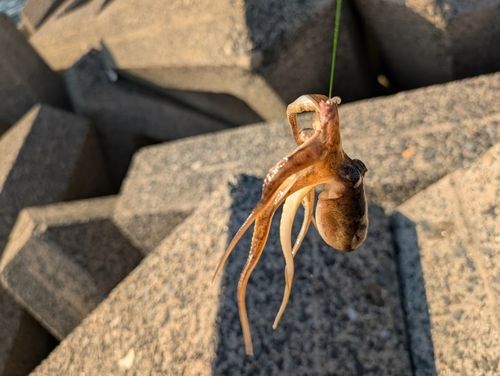 イイダコの釣果