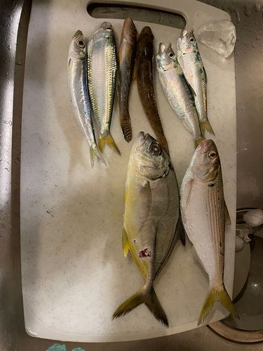 コノシロの釣果