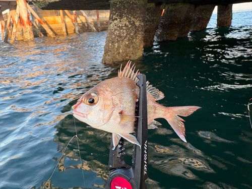 チャリコの釣果