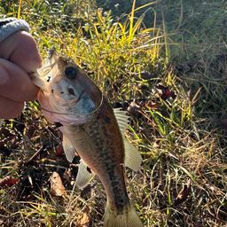 ラージマウスバス