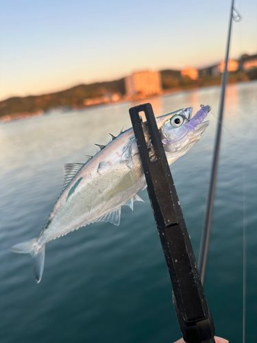 イケカツオの釣果