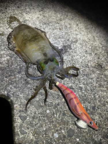 アオリイカの釣果