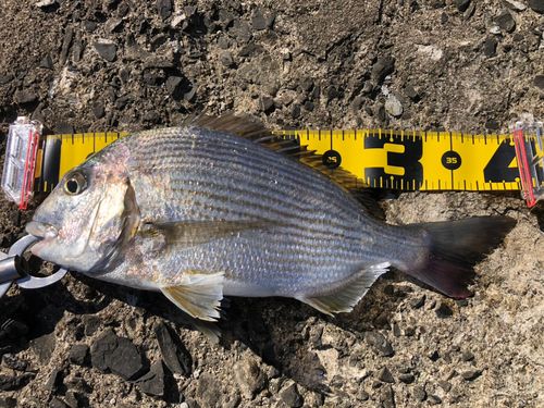 大村湾（北部）