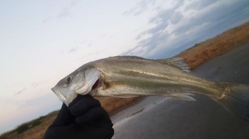 セイゴ（マルスズキ）の釣果