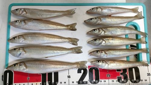 シロギスの釣果