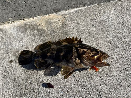 ベッコウゾイの釣果