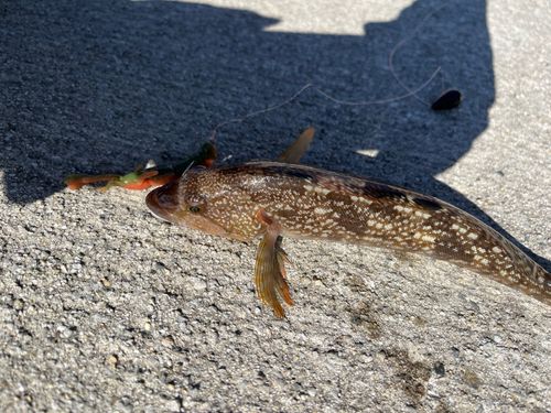 アイナメの釣果