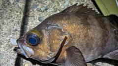 シロメバルの釣果