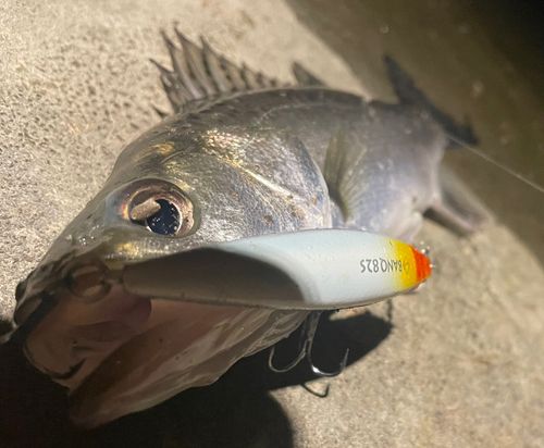 フッコ（マルスズキ）の釣果