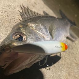 フッコ（マルスズキ）