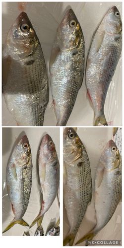 コノシロの釣果