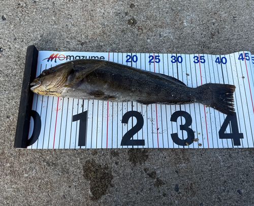 アイナメの釣果