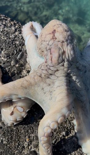 ミズダコの釣果