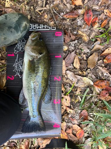 ラージマウスバスの釣果