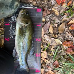 ラージマウスバス