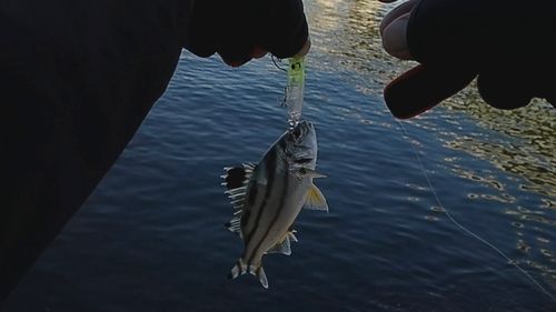 コトヒキの釣果