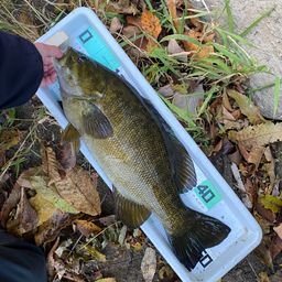 スモールマウスバス