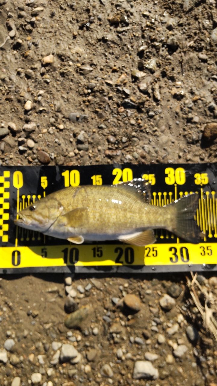 スモールマウスバス