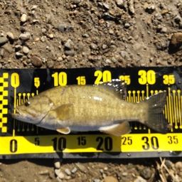 スモールマウスバス