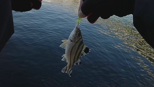 コトヒキの釣果