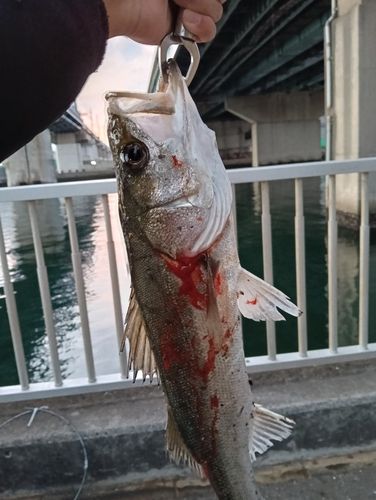 船橋港親水公園