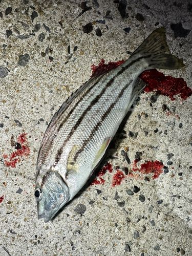 シマイサキの釣果