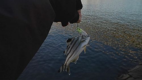 コトヒキの釣果