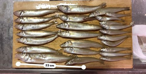 シロギスの釣果