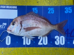 ハナダイの釣果