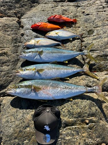 ヒラマサの釣果