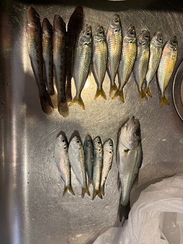 中央埠頭（博多湾）