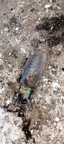 コウイカの釣果