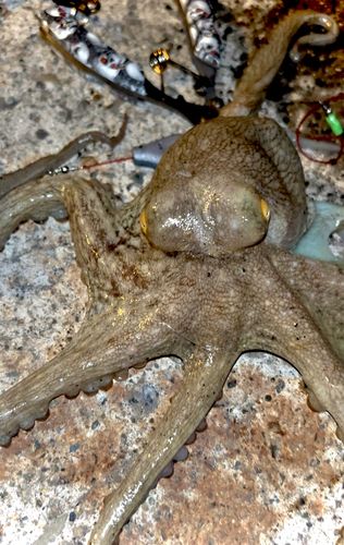 タコの釣果