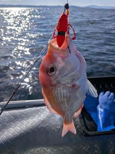 レンコダイの釣果