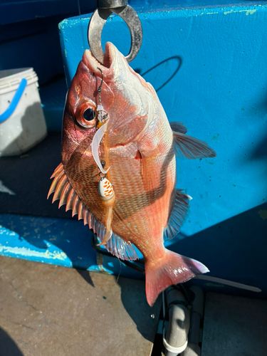 マダイの釣果