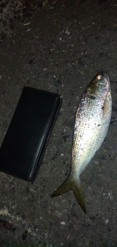 コノシロの釣果