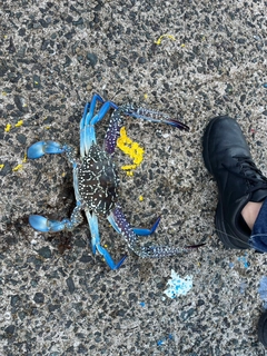 ワタリガニの釣果