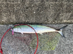 サワラの釣果