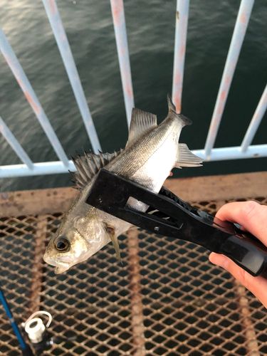 大黒海づり施設