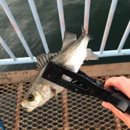 セイゴ（マルスズキ）