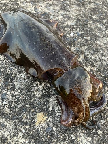 ミズイカの釣果