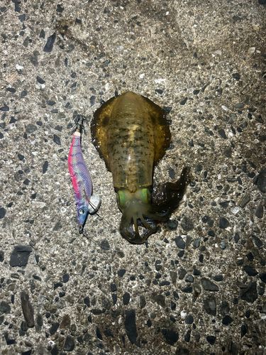 アオリイカの釣果