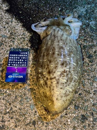 コウイカの釣果