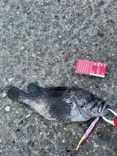 クロソイの釣果