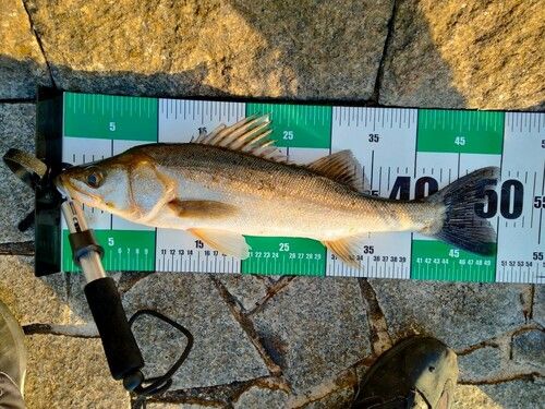 シーバスの釣果