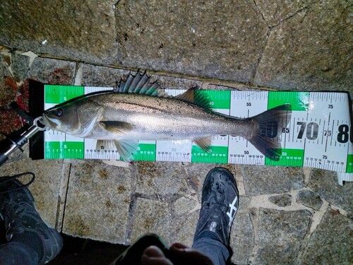 シーバスの釣果