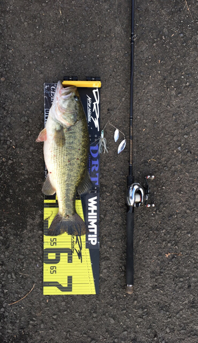 ブラックバスの釣果